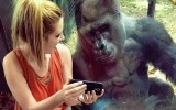 Gorilla smartphone dipendente, lo zoo di Chicago prende misure per proteggerlo 